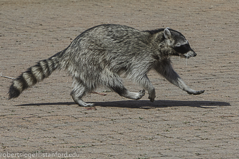 mother raccoon